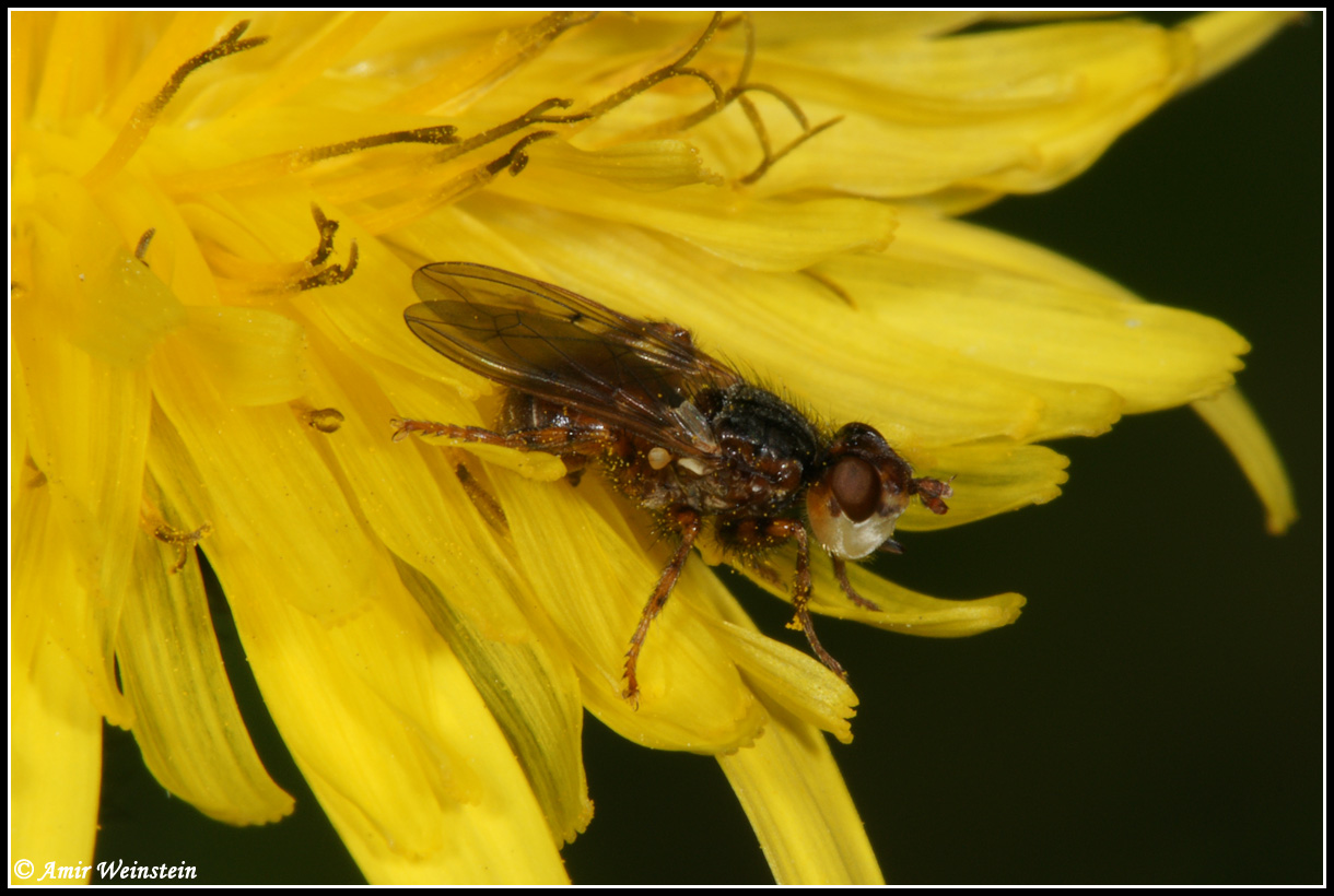 Diptera d''Israele